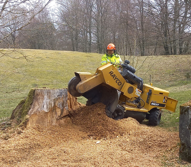 Calle fräser stor stubbe med Rayco stubbfräs