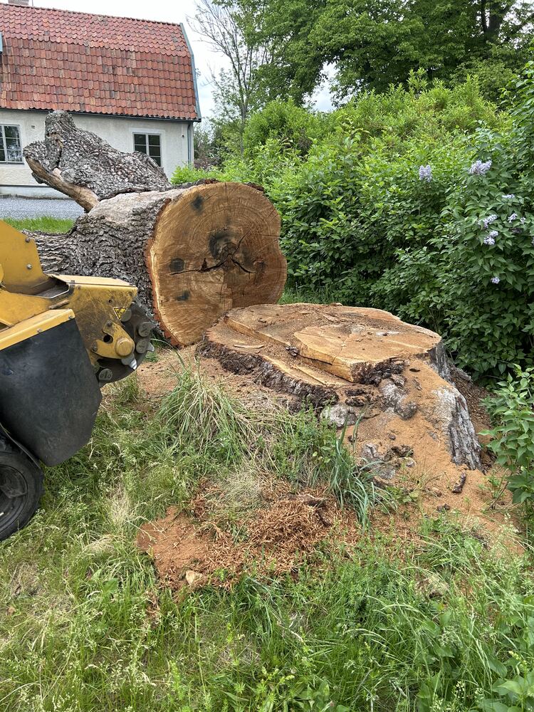 Stor stubbe innan stubbfräsning