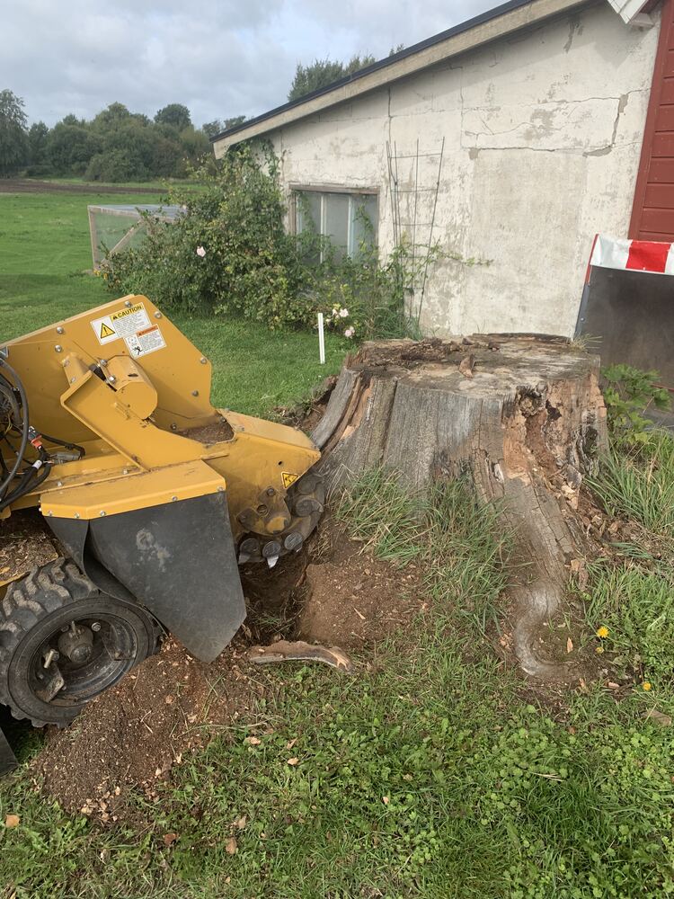 Stubbfräsning av stor stubbe vid villa